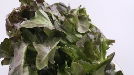 green oak and red oak fresh lettuce planted in the hydroponics style is beautifully placed and slowly rotating