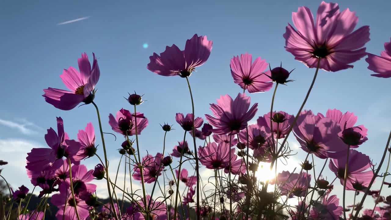鮮やかなピンクの花を明るい空を背景にローアングルで撮影したビデオ。美しい日差しを捉えている。