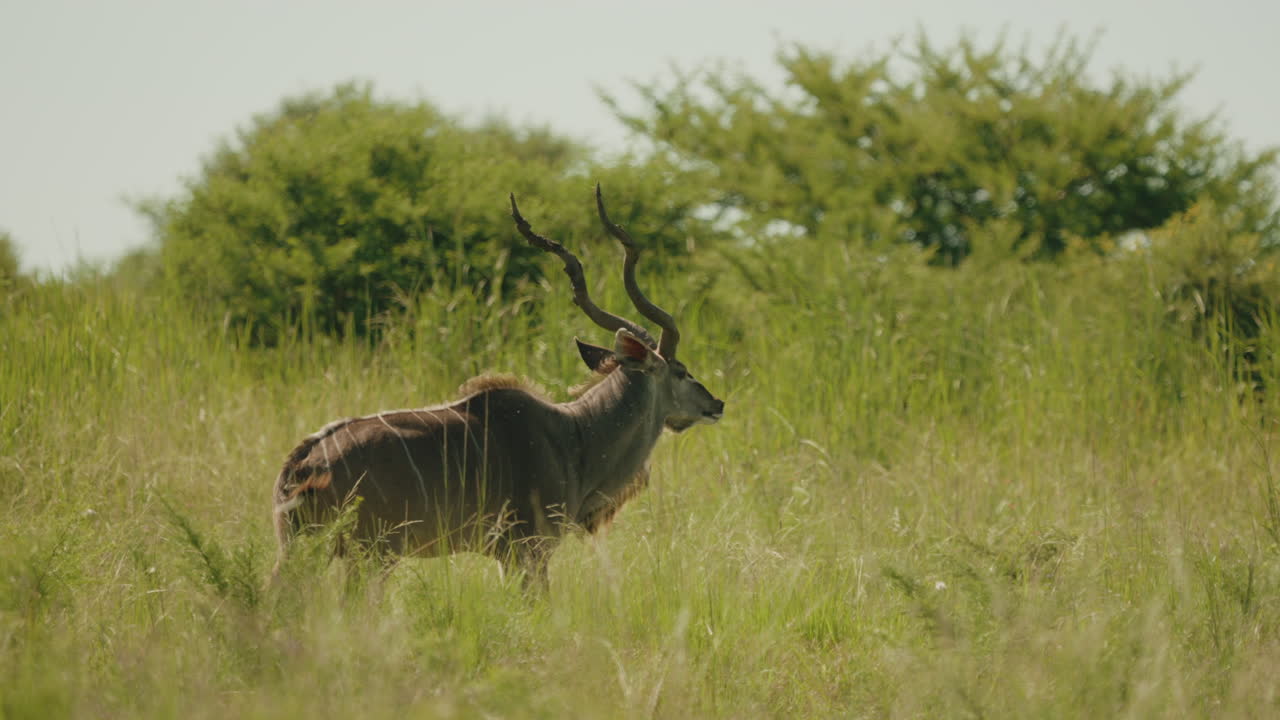 In the tall grasses of the African savannah, a kudu seeks refuge in the shade, evading the intense heat of the midday sun while staying alert to its surroundings.