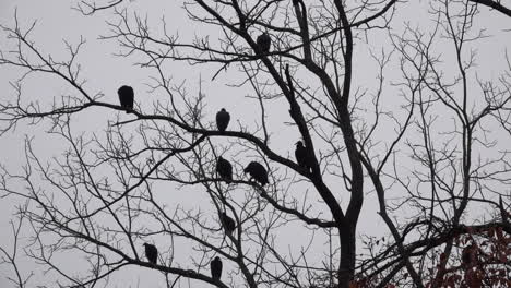 Nine-Black-Vultures-arrange-themselves-on-the-branches-of-a-leafless-black-walnut-tree