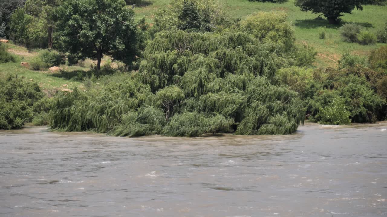 탁한 범람 강물이 해안선을 따라 푸른 나무를 잠급니다.
