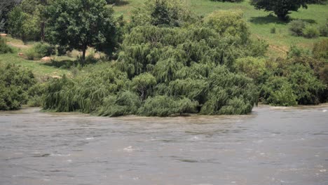 el agua turbia del río inunda los árboles verdes a lo largo de la costa