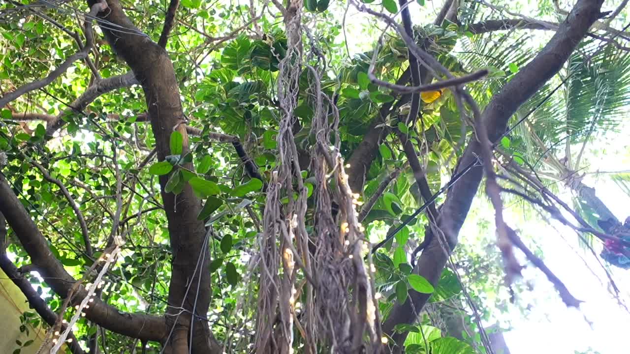 árbol decorado con plantas frente al restaurante