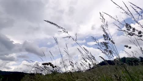 Schwingelgras-Und-Himmel-Ruhe