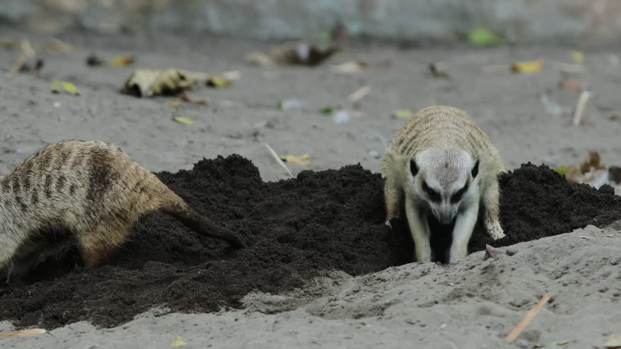 Suricato che scava nella sabbia alla ricerca di cibo nel suo habitat naturale
