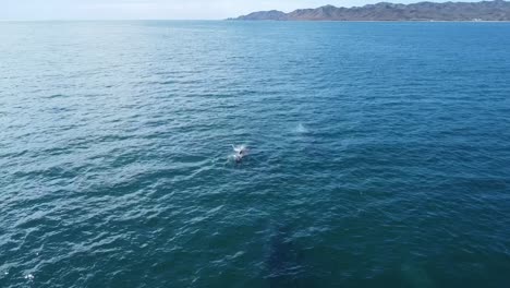 Dos-Ballenas-Grises-Nadando-Debajo-De-La-Superficie-Del-Agua,-Baja-California,-México