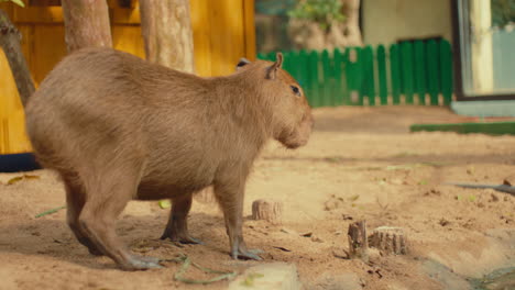 capybara at the zoo