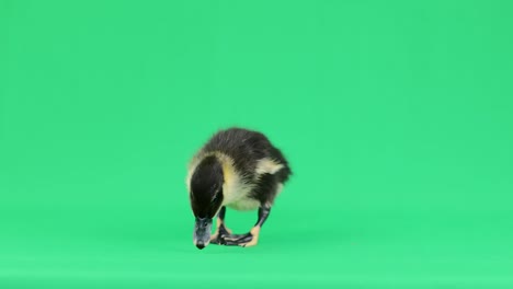 little baby duck walks on a green background.