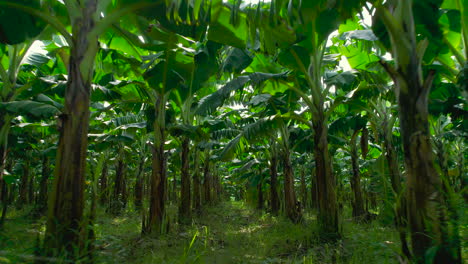 drohnenaufnahme des innenfelds einer bananenfarm in nepal