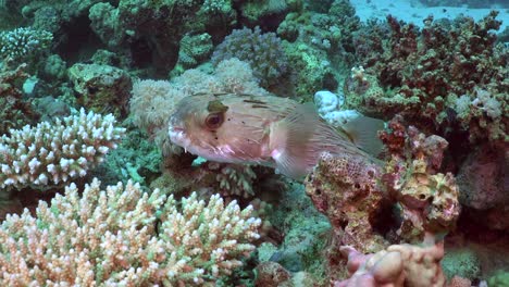 pez porcopino de cerca en el arrecife de coral en el mar rojo