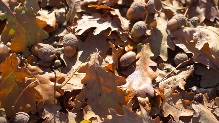 Primo piano di foglie marroni e ghiande che giacciono a terra durante una soleggiata giornata autunnale.
