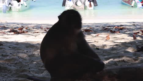 a monkey sits thoughtfully on sandy shore