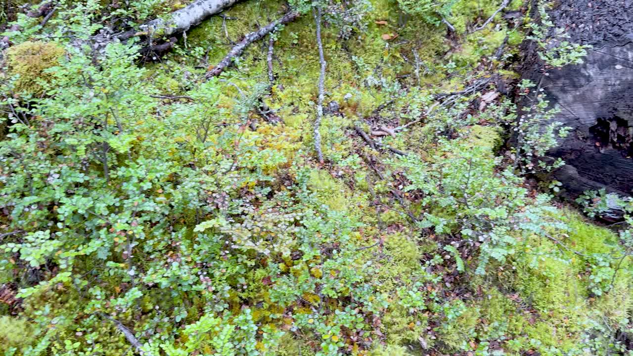 Camera slowly pans over lush moss, lichen, and tree stump in damp forest lighting