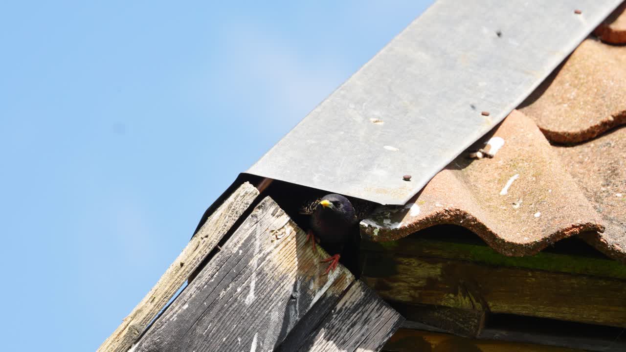 Blackbird nest built in a roof corner, showing the structure with shingles and metal flashing