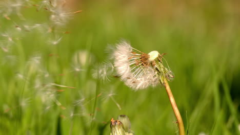 Löwenzahnsamen-Wehen-Aus-Der-Blüte