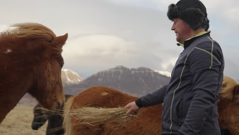 man feed chestnut with flaxen mane islandic horse in overcast windy day