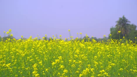 Las-Abejas-Están-Recolectando-Miel-De-Las-Flores-En-Vastos-Campos-De-Mostaza