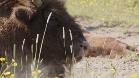 close-up slomo of european bison bull shaking its head to get rid of flies