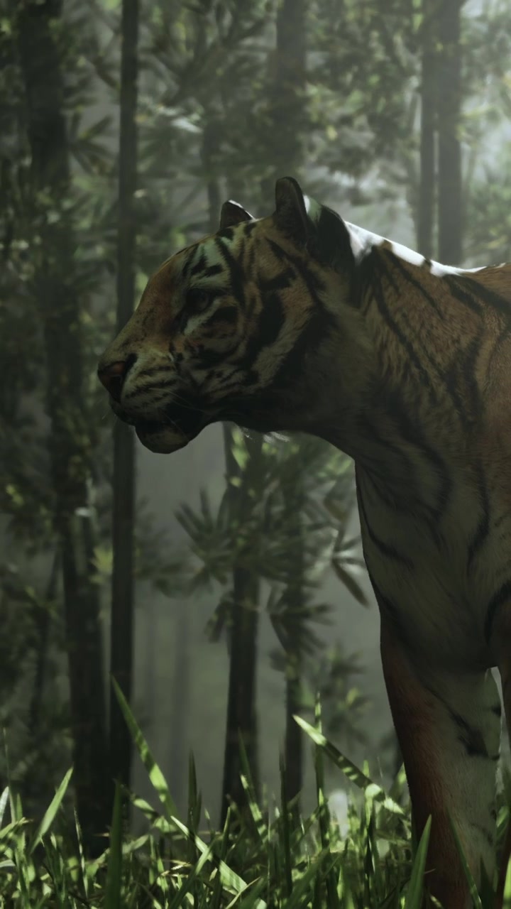 Harimau liar di hutan bambu saat pagi berkabut