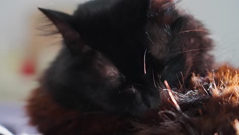 black cat washing itself in slow motion