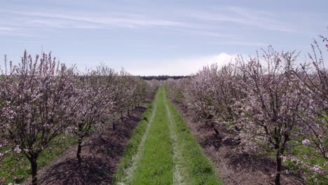 Flying between row with almond trees in full bloom at Portugal, aerial