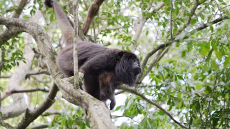 Tilt-up-shot-capturing-wild-male-black-howler,-alouatta-caraya-hanging-on-the-tree-under-canopy-with-beautiful-forest-foliage-background,-with-cinematic-leaves-swaying-and-falling-in-slow-motion