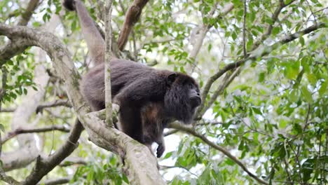 tilt up shot capturing wild male black howler, alouatta caraya hanging on the tree under canopy with beautiful forest foliage background, with cinematic leaves swaying and falling in slow motion