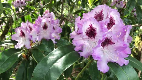 Eine-Nahaufnahme-Von-Lila-Und-Weißen-Rhododendronblüten