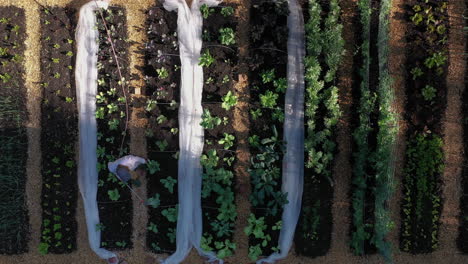 el jardinero riega las plantas jóvenes que crecen en un huerto fértil, antena aérea