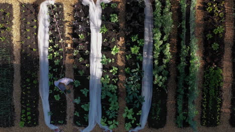 gardener waters young plants growing in fertile vegetable patch, overhead aerial