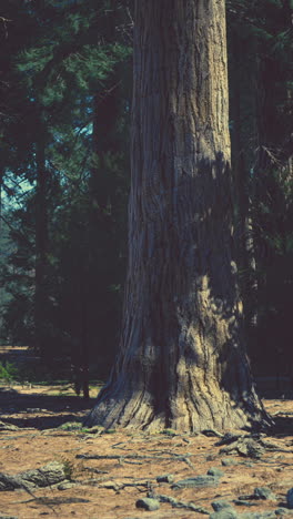 majestic tree in a forest