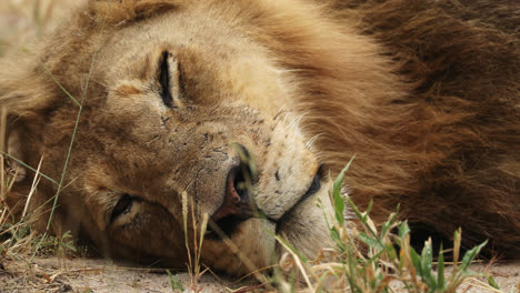 lazy lion lying on sabi sands game reserve savannah in south africa. closeup shot