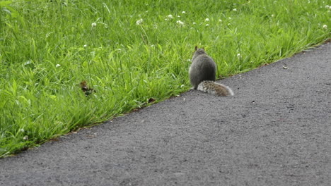 Una-Ardilla-Comiendo-Nueces-En-La-Hierba-Junto-A-La-Carretera