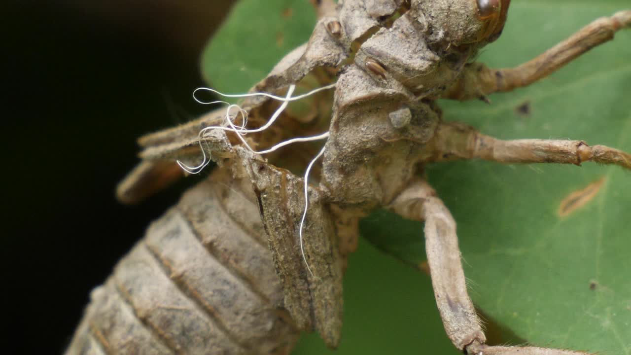 녹색 휴가에 매달려 빈 잠자리 해치의 매크로 샷