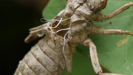 foto macro de una escotilla de libélula vacía colgando de una licencia verde