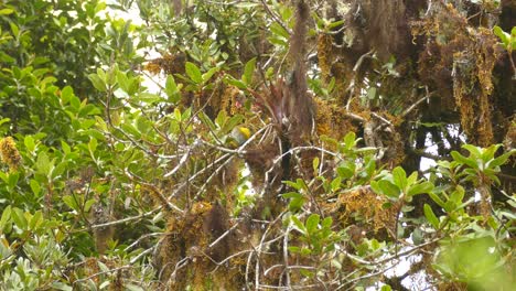 Un-Pájaro-Gordito-De-Color-Amarillo-Y-Marrón-Se-Limpia-En-Un-árbol-Cubierto-De-Musgo-Antes-De-Tomar-Vuelo