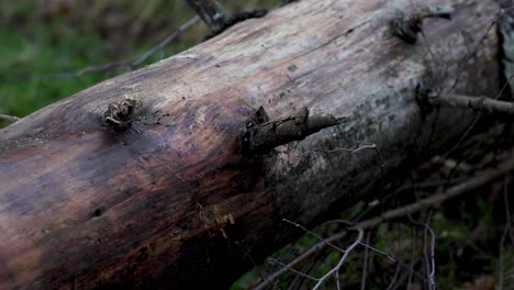 Person-Walking-over-a-Falling-Tree-in-the-forest-in-wet-weather