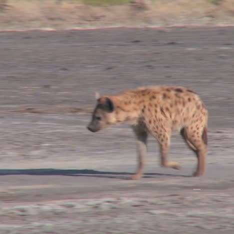 a hyena walks along a road in the savannah of africa