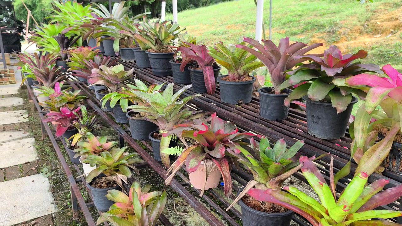 Uma coleção diversificada de espécies de abacaxi cresce em pequenos vasos decorativos. Essas plantas únicas vêm de vários países ao redor do mundo. Elas estão lindamente arranjadas como um arranjo ornamental