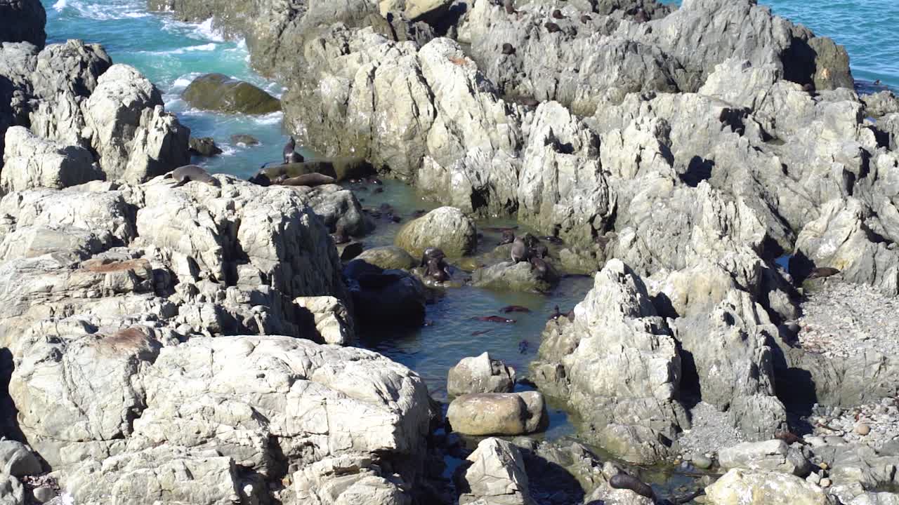 Close-up of a seal colony at Ohau Point Lookout in Kaikoura, New Zealand. Seals play, sunbathe, and swim among the rocks along the rugged coastal shoreline