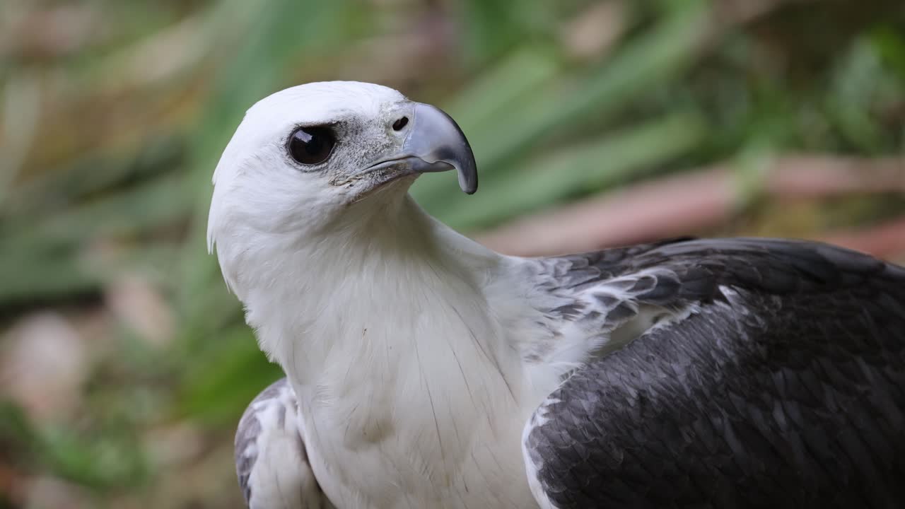 cerca el águila de mar de vientre blanco