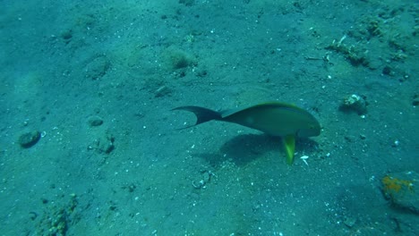 Parrot-fish-feeding-on-seabed,-super-slow-mo