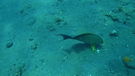 peces loro alimentándose en el fondo del mar, movimiento súper lento