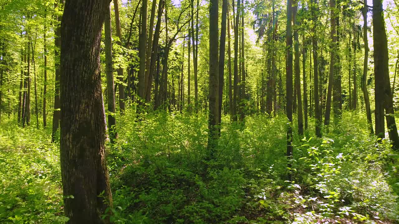 volando entre los árboles en el bosque de primavera.