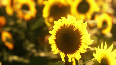 sunflower field during the sunset