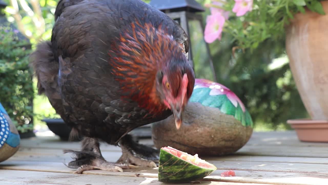 Dark chicken eating watermelon on terrace.