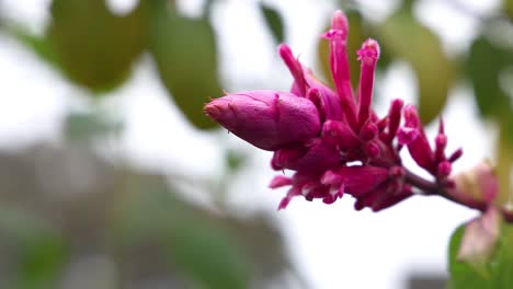 primer plano de la flor de megaskepasma que florece con el tiempo