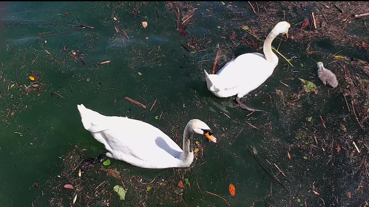 familia de cisnes y jóvenes cisnes flotando y comiendo en aguas sucias