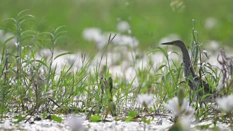 indian pond heron taking off