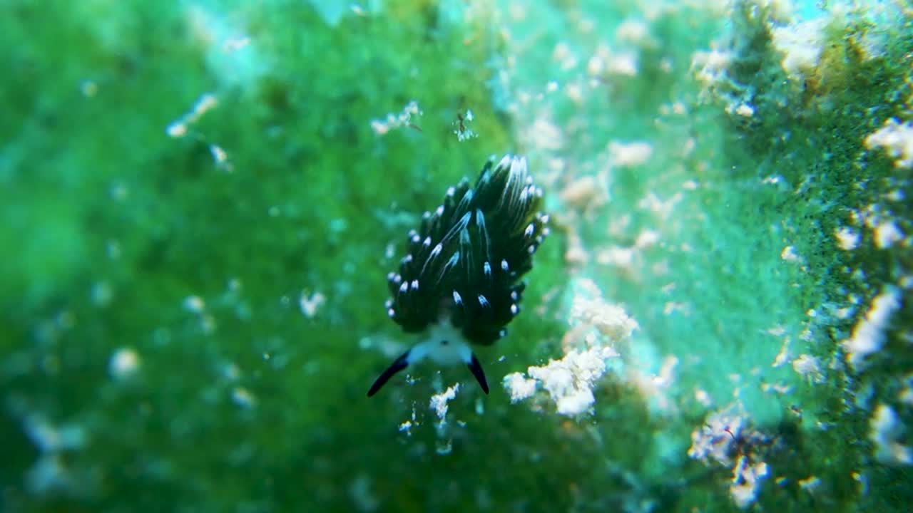 小さなコスタシエラ・クロシマエウミウシはサイを使って食べ物を狩る